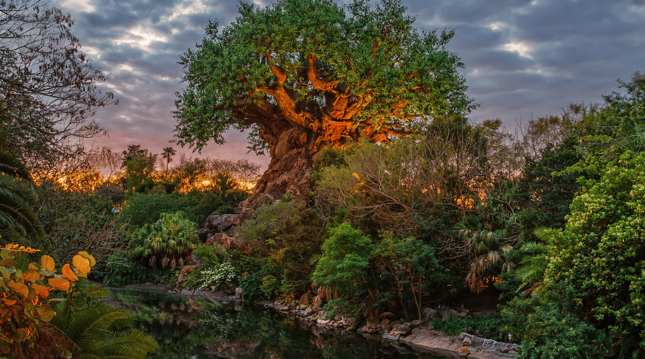 Disney’s Animal Kingdom